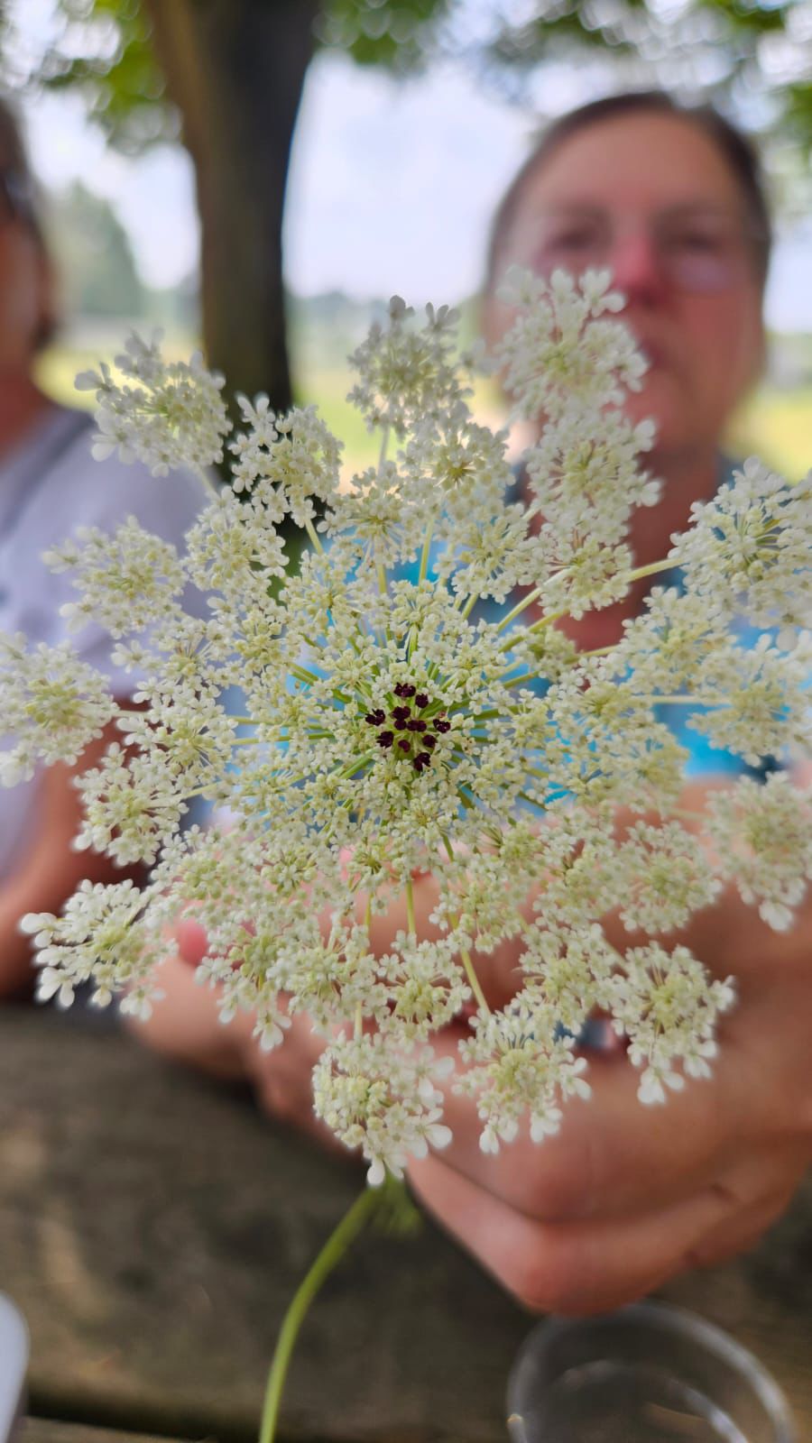 Wildplukken in het bos